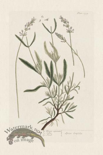 BEE 295 Broad leaved Lavender